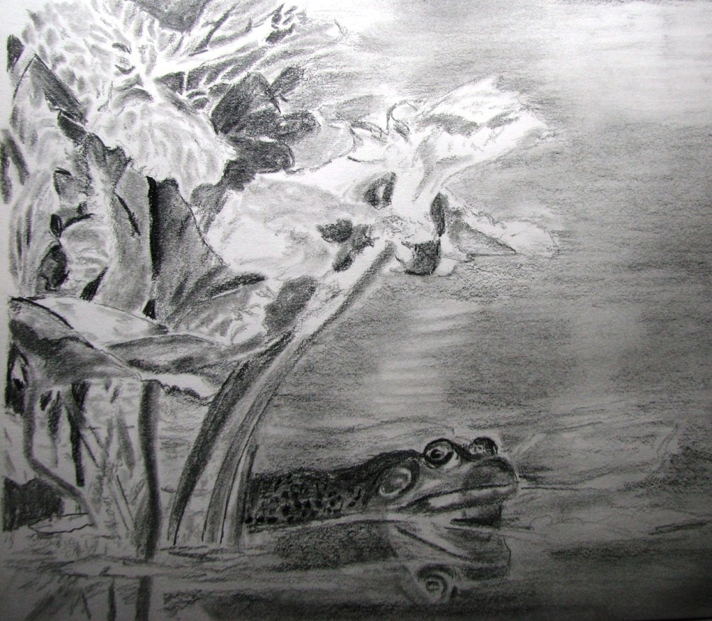 Grenouille dans mon étang